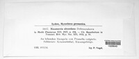 Rosenscheldia abundans image